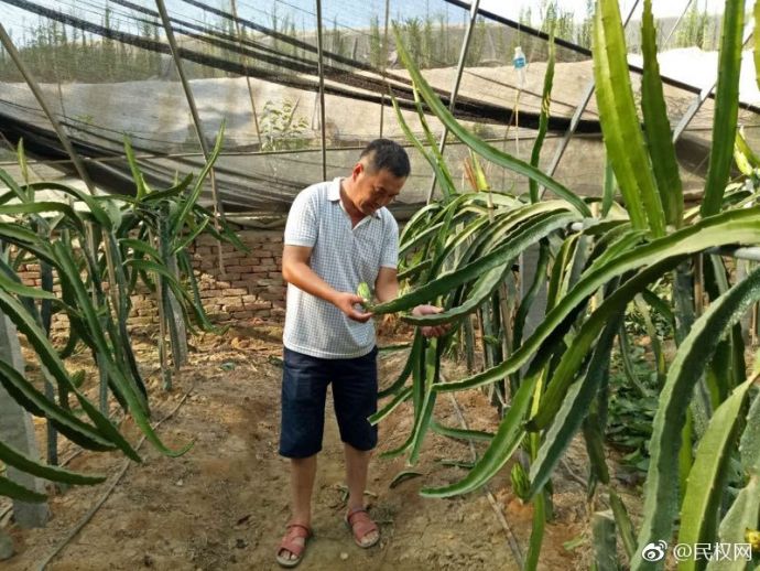 花園鄉(xiāng)朱莊村火龍果長勢喜人