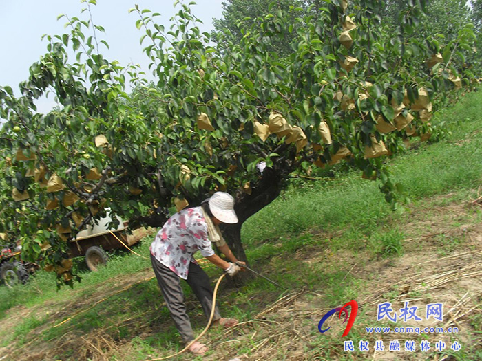 園藝站：重視果園夏管，組織技術(shù)人員進園入戶進行指導(dǎo)