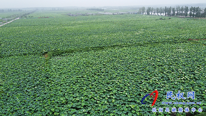 北關(guān)鎮(zhèn)黃河故道背河洼地萬(wàn)畝荷花盛開