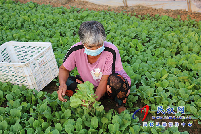 民權(quán)縣褚廟鄉(xiāng)： 大棚蔬菜喜豐收  產(chǎn)業(yè)興旺促振興