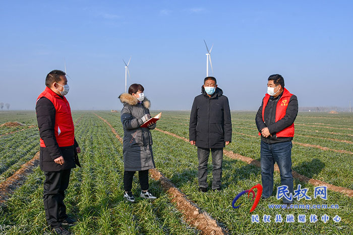 民權(quán)縣人和鎮(zhèn)：加強(qiáng)冬季麥田管理，確保小麥安全越冬