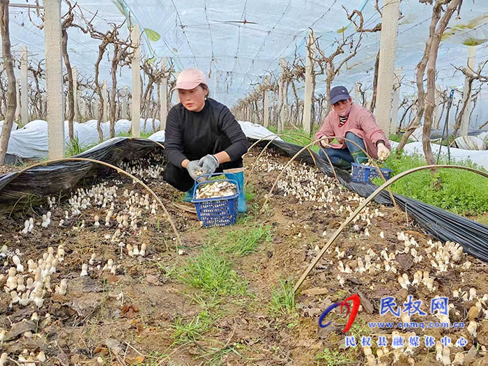 小菌菇 大能量——林下種植菌菇，助推鄉(xiāng)村振興