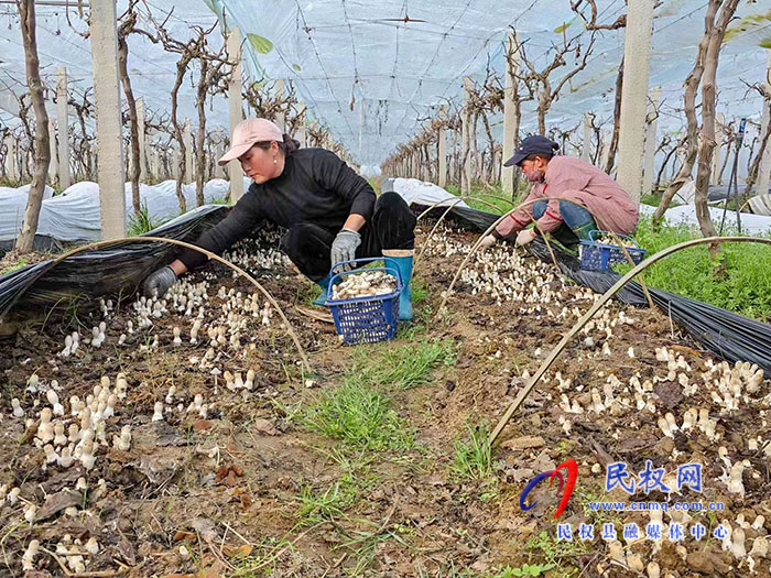 小菌菇 大能量——林下種植菌菇，助推鄉(xiāng)村振興