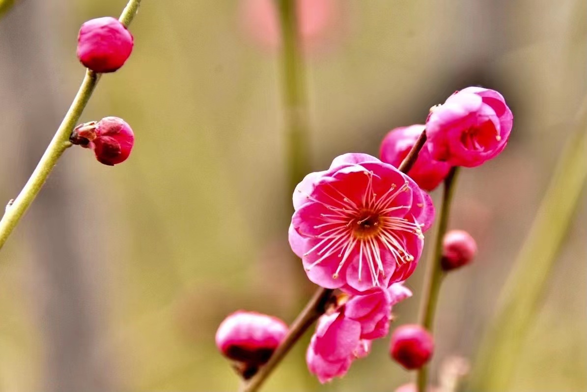 河南民權(quán)：梅花吟